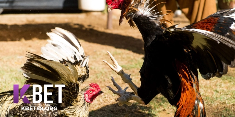 Hướng Dẫn Đăng Ký & Bảo Mật Tài Khoản Đá Gà KBet