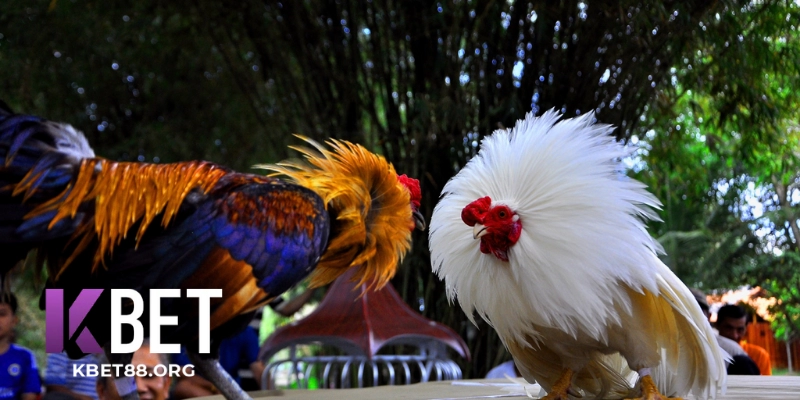 Độ Uy Tín, Pháp Lý & Bảo Mật Khi Tham Gia Đá Gà KBet