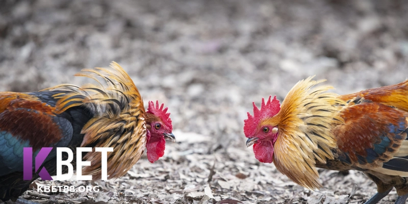 Kbet Đá Gà Là Gì? Tổng Quan & Lý Do Nên Chọn